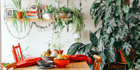 Comment utiliser les plantes pour améliorer votre décoration intérieure